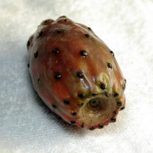 Prickly Pear Fruit Prickly Pear Fruit